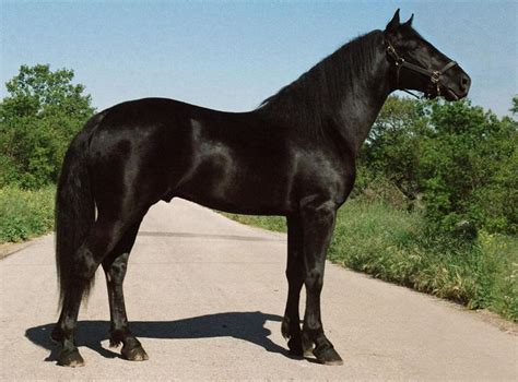 black horse wikipedia|do black horses exist.